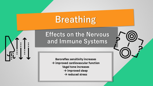 Breathing exercises: effects on the nervous and immune systems