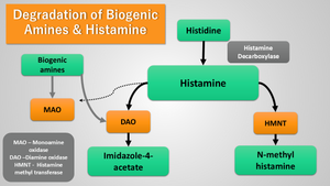 Amino acids in Histamine Intolerance and Mast Cell Disease (MCAS)