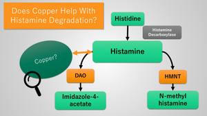 Copper and Diamine Oxidase (DAO): Is there a link?